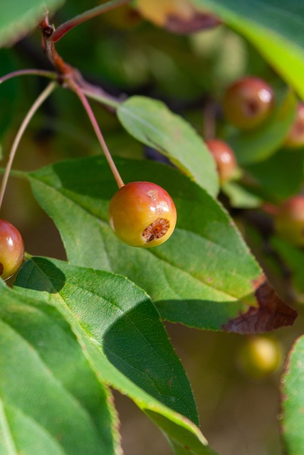 新星中最受 新星中最受